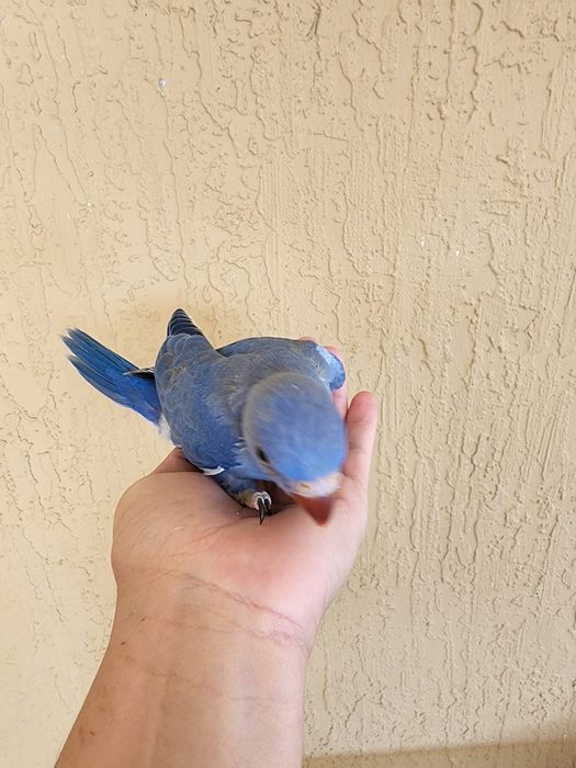 Papagali pui blanzi crescuti la mana micul alexandru alexander