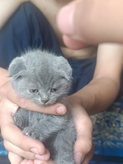 Шотландские и британские котята 
Продаются оч