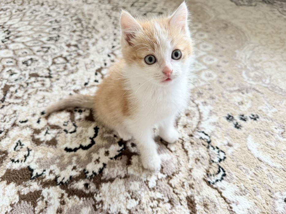 Отдам в добрые руки