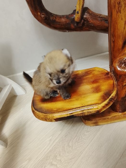 Щенки шпица 250000