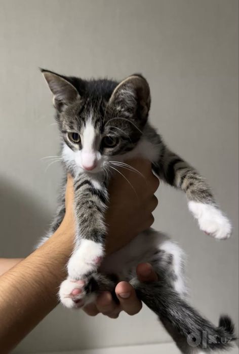 Отдаю домашнего котенка доброму человеку