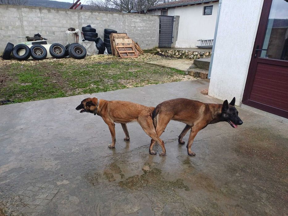 Малиноа овчарки!