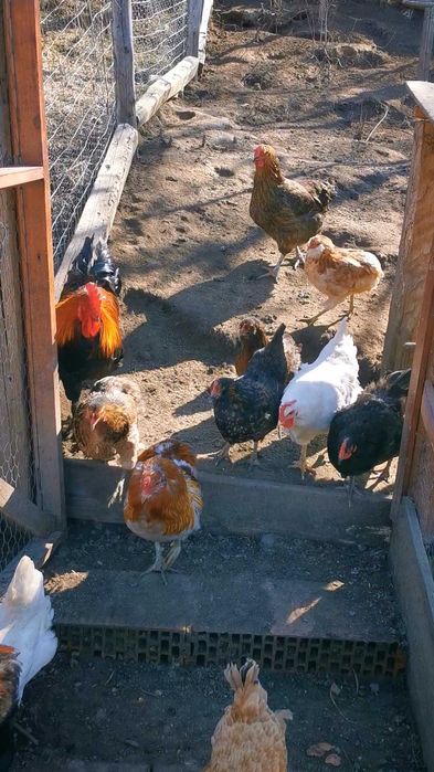 Oua de incubat diferite rase de gaini