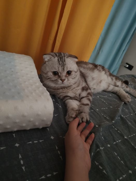 Ищу для моего Майли любящий дом