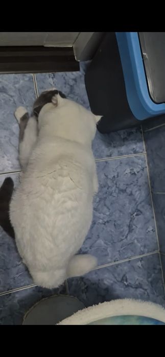 Вязка кот шотландский вислоухий