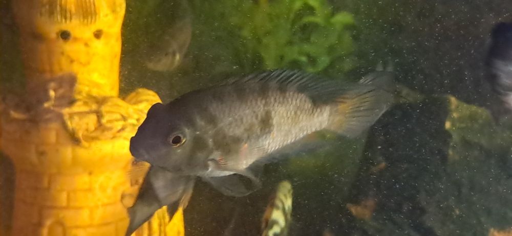 Аквариумные рыбы