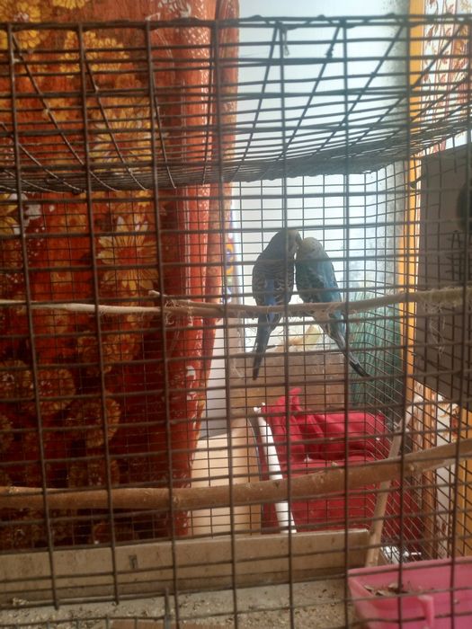 Папугайлар сотилади