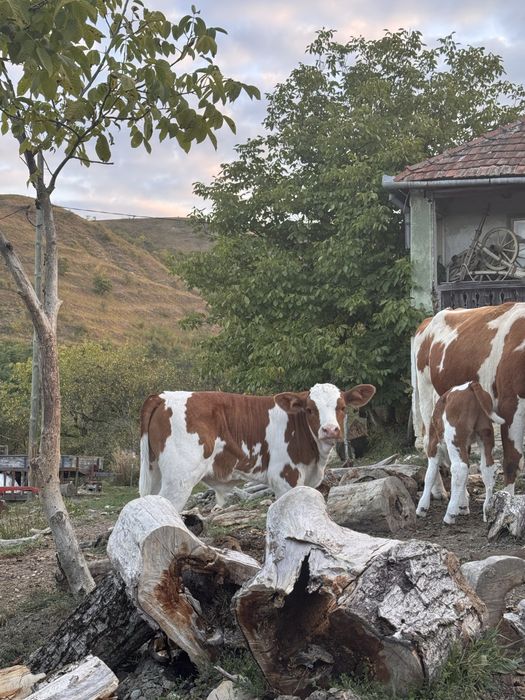 Vand o vitica si un tauras