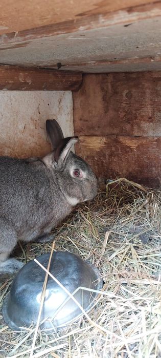 Vând iepuri cu prețul de 40 lei pe bucată