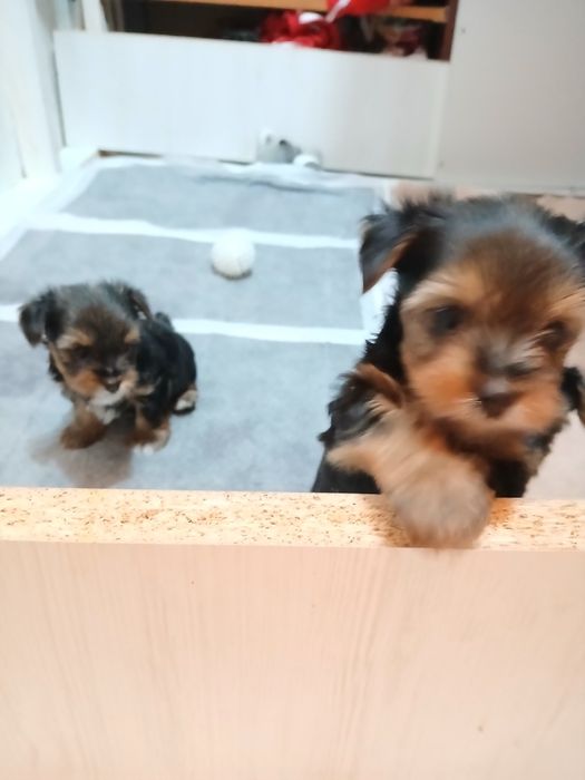 Иоркшерсеий терьер