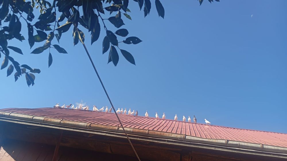 Vand porumbei voiajori diferite culori.