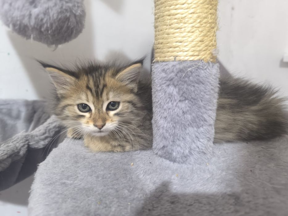 Котята в поиске дома