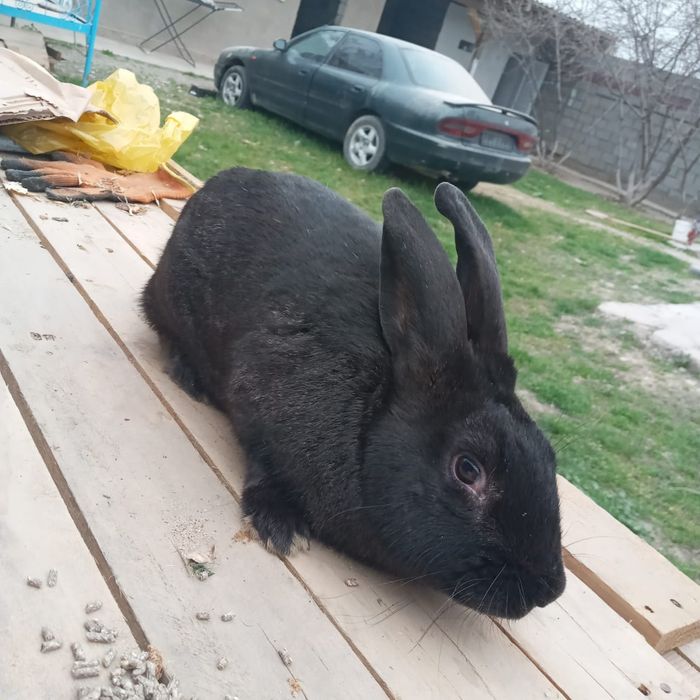 кролики шиншила рабочий