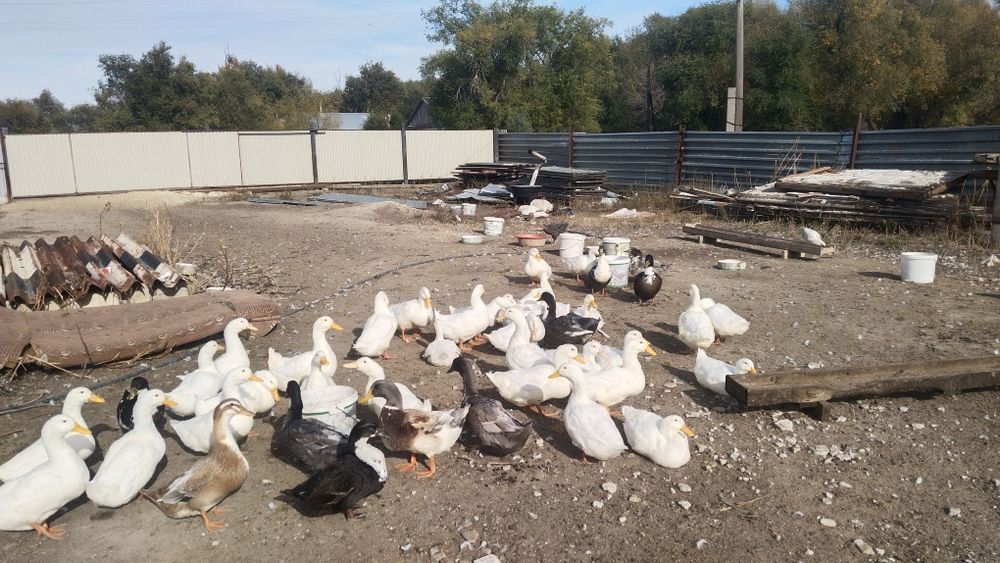 Продам утки, гуси, уйрек, гусь,  үйрек,