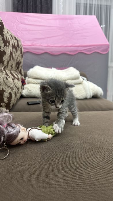 Продам Котенок …