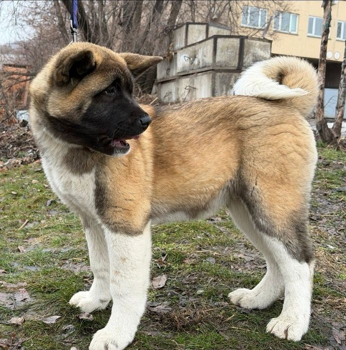 Американская акита