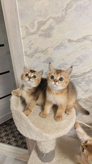 Продается золотая шиншилла кошечка