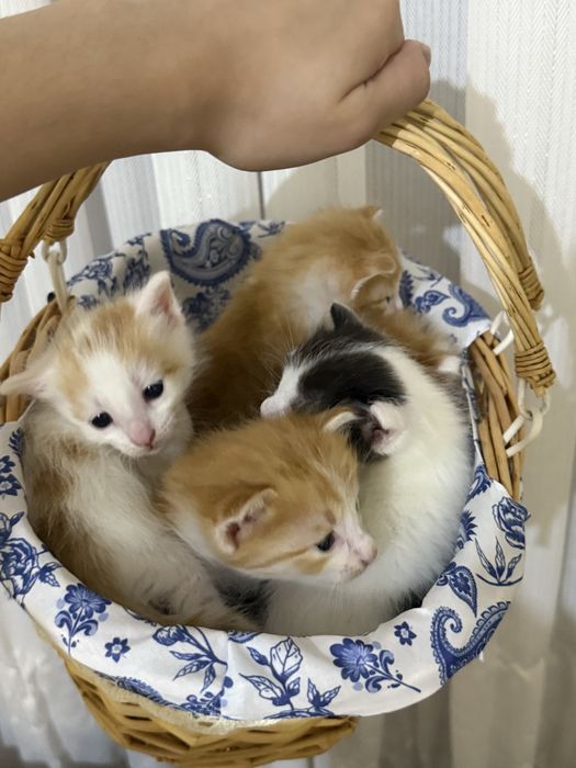 5 котят 3х недельные