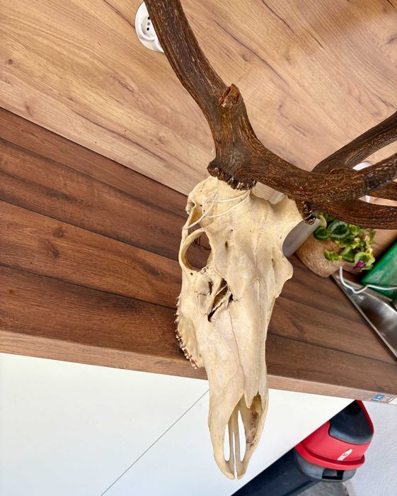 Рога на благороден елен - трофей