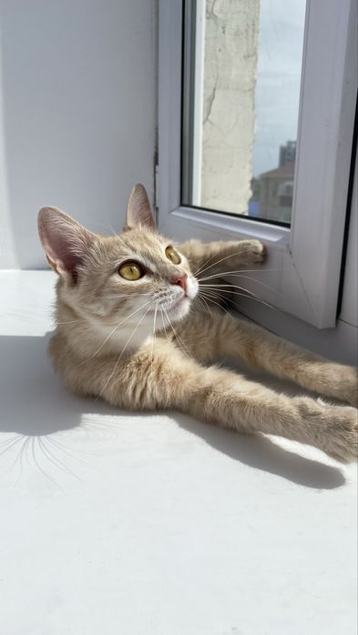 Кошка добрые руки бесплатно