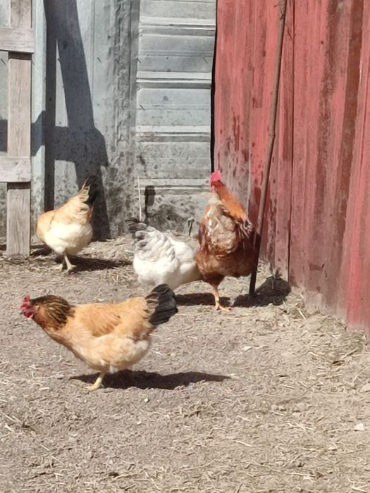 Продам петухи и курей