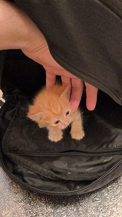 Отдам бесплатно !!!