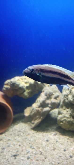 Цыхлидла сотилади срочно