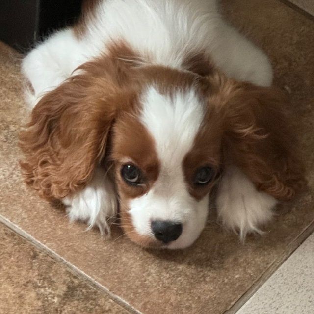 Кавалер Кинг Чарльз спаниель