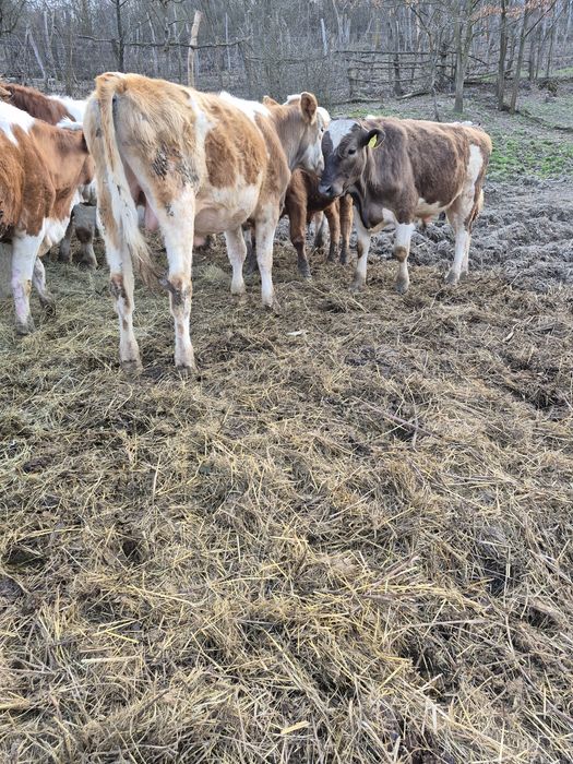 Vând viței baltati