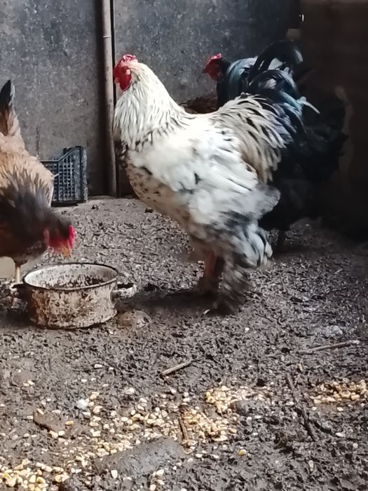 Продам оптом брама