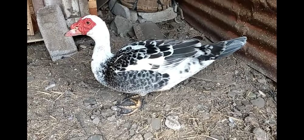 Индаутки крупные