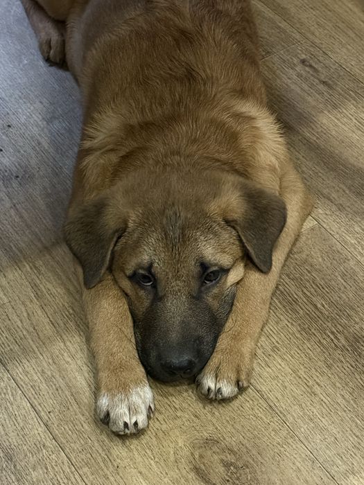 отдам щенка шарпей