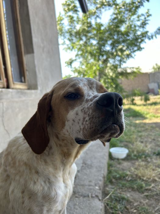 Английский Поинтер / English Pointer / Охотничья Собака