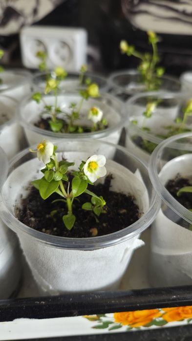 Комнатные цветы  экзакум