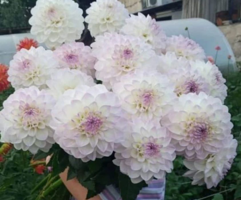 Продаём георгины