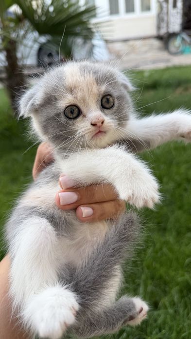 Продаётся котята