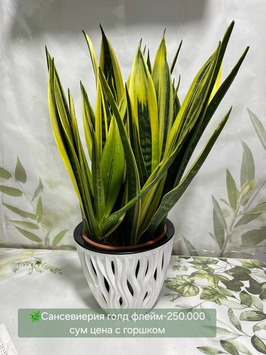 Бонсай, Сансевиерия, Замиокулькас