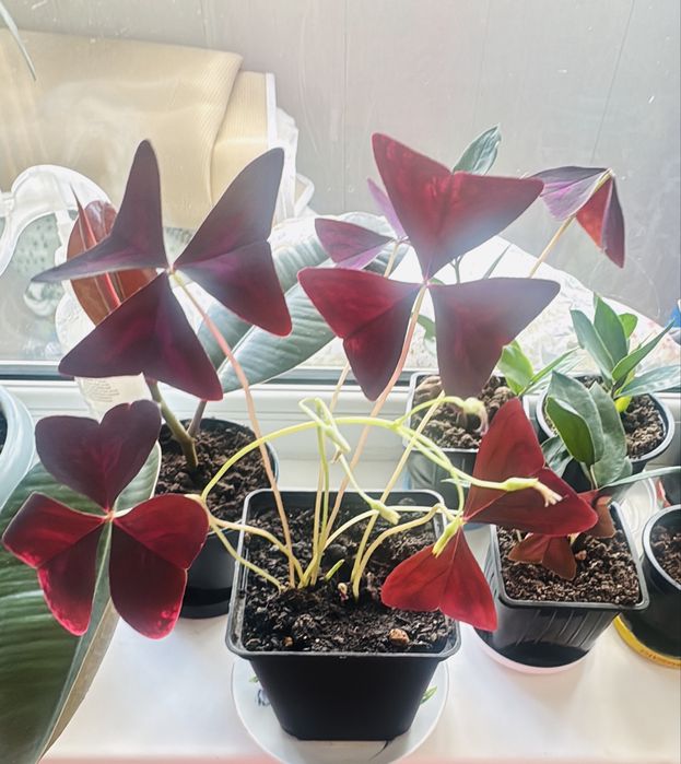 Продам цветок бабочка