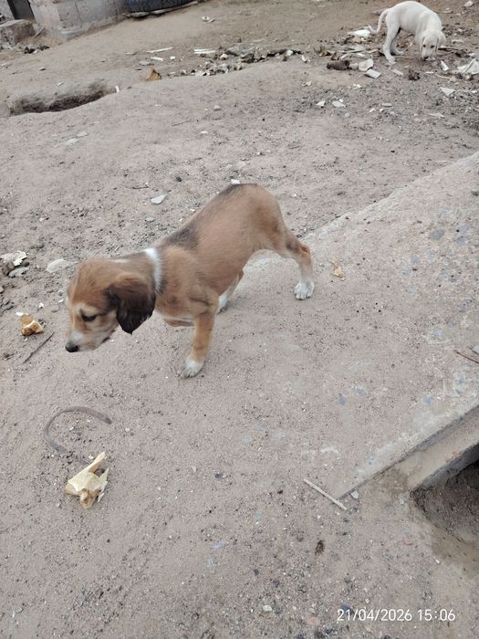 Щенки тазы быстрые