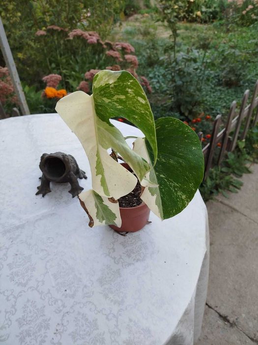 Цветы,монстера Альба,монстера деликатесная