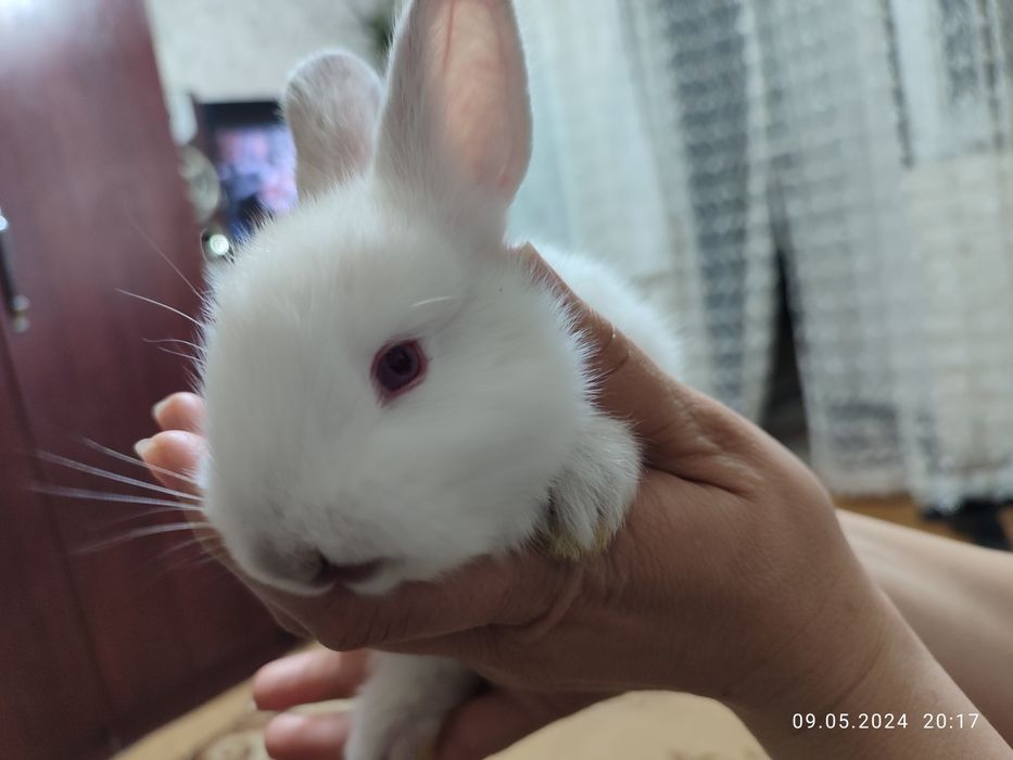 Кролики домашние