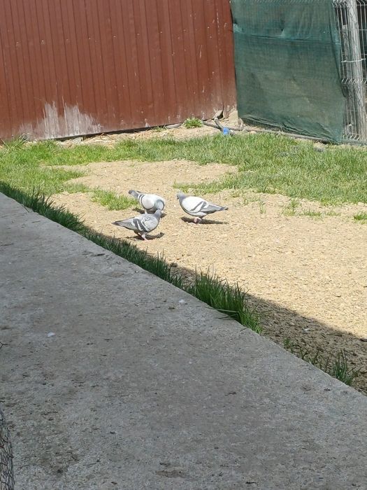 Poste voiajori de vinzare doici