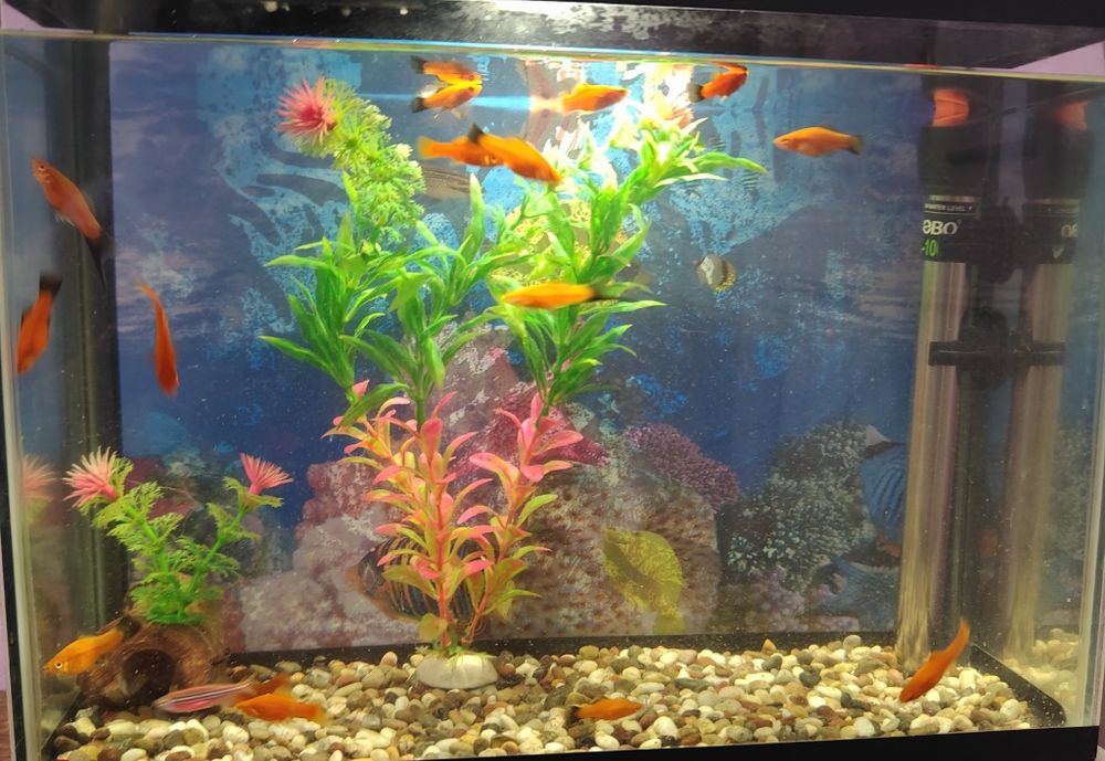 Akvarium baliqları menen