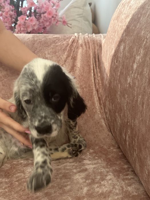 Adoptie setter englez