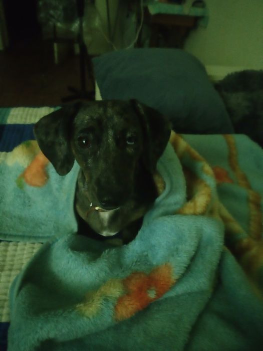 Ищем мальчика мини таксы для вязки