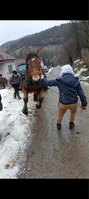 Vand  doi manji si o iapa