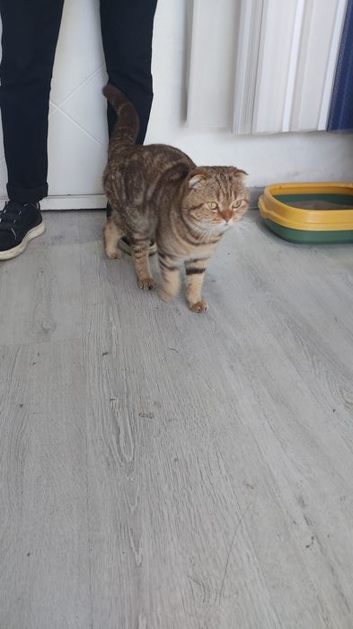 Skotich fold 9oyli ogil bola