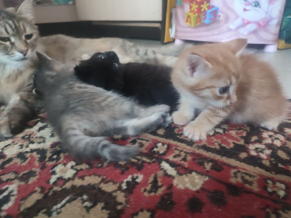 Котята в добрые руки