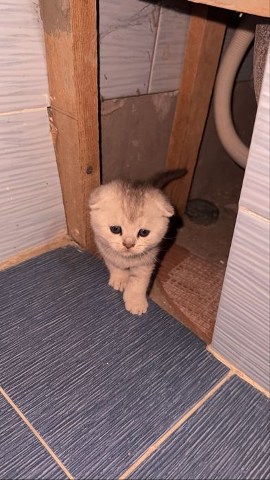 Продаётся Золотая Шиншилла котята