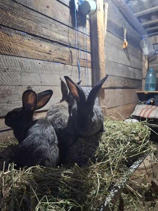 Iepuri uriaș german